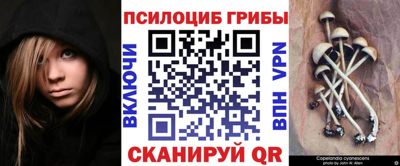 Псилоцибиновые грибы Psilocybe где найти Великий Новгород